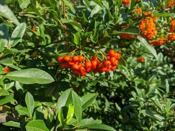 Orange Rowan Berries Cluster Ripening Rowan Berries Nature Bokeh High — Stok fotoğraf