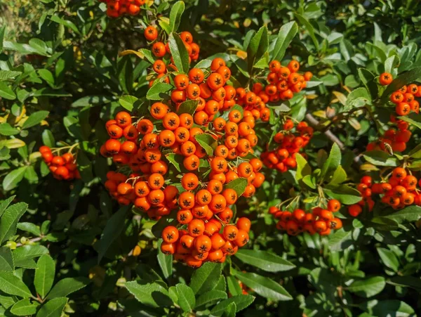 Orange Rowan Berries Cluster Ripening Rowan Berries Nature Bokeh High — стоковое фото