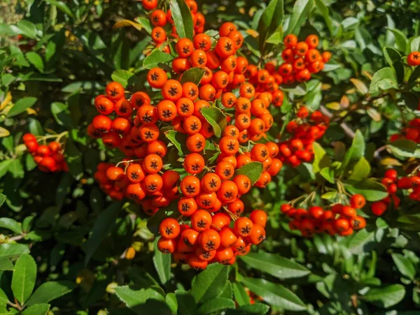 Orange Rowan Berries Cluster Ripening Rowan Berries Nature Bokeh High — ストック写真