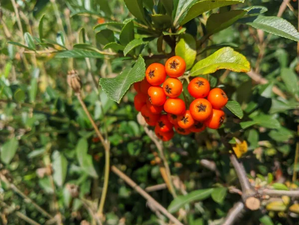 Orange Rowan Berries Cluster Ripening Rowan Berries Nature Bokeh High — ストック写真