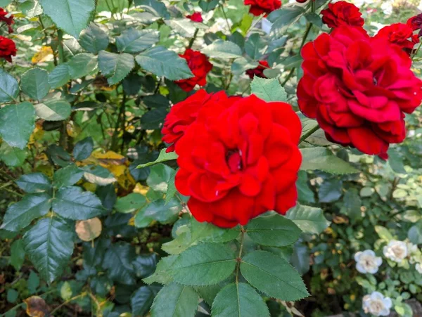 beautiful rose bush. Beautiful fresh roses in nature. Natural background, large inflorescence of roses on a garden bush. A close-up of a bush of red roses on the alley of the city park