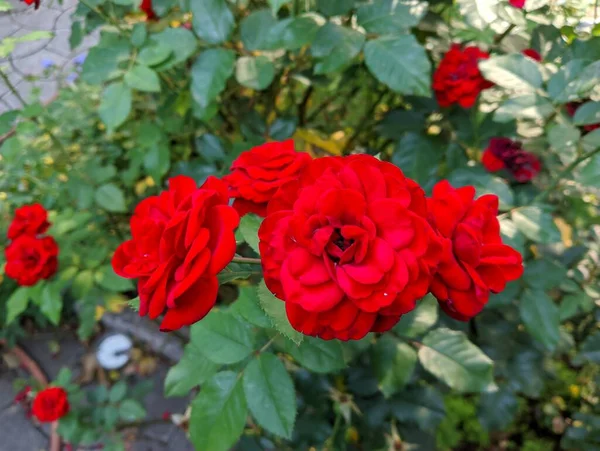 beautiful rose bush. Beautiful fresh roses in nature. Natural background, large inflorescence of roses on a garden bush. A close-up of a bush of red roses on the alley of the city park