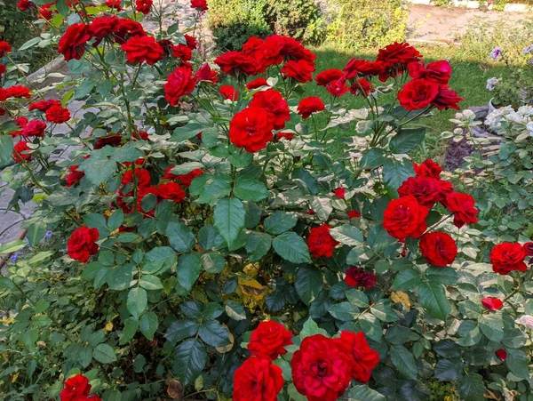 beautiful rose bush. Beautiful fresh roses in nature. Natural background, large inflorescence of roses on a garden bush. A close-up of a bush of red roses on the alley of the city park