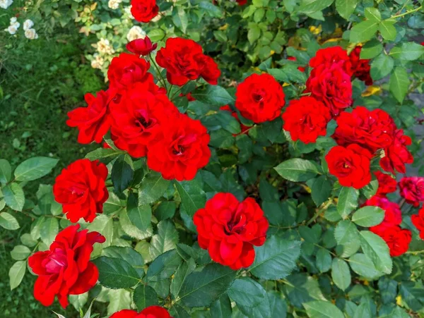 beautiful rose bush. Beautiful fresh roses in nature. Natural background, large inflorescence of roses on a garden bush. A close-up of a bush of red roses on the alley of the city park