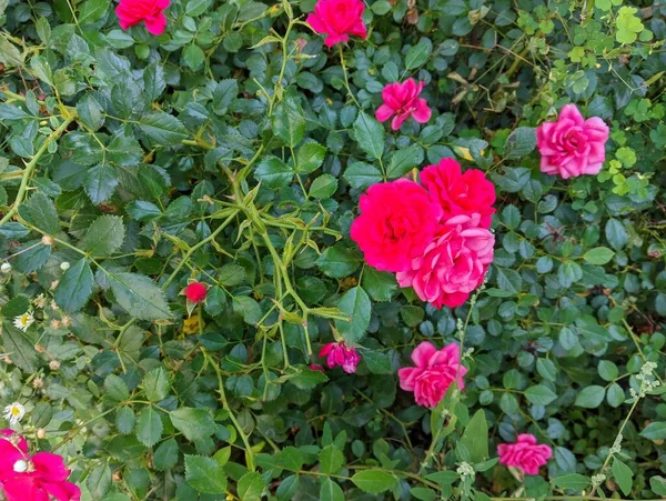 beautiful rose bush. Beautiful fresh roses in nature. Natural background, large inflorescence of roses on a garden bush. A close-up of a bush of red roses on the alley of the city park