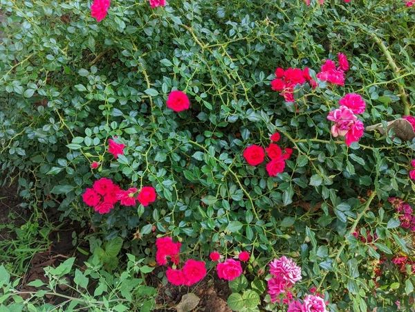 beautiful rose bush. Beautiful fresh roses in nature. Natural background, large inflorescence of roses on a garden bush. A close-up of a bush of red roses on the alley of the city park