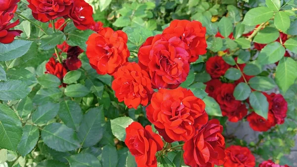 beautiful rose bush. Beautiful fresh roses in nature. Natural background, large inflorescence of roses on a garden bush. A close-up of a bush of red roses on the alley of the city park