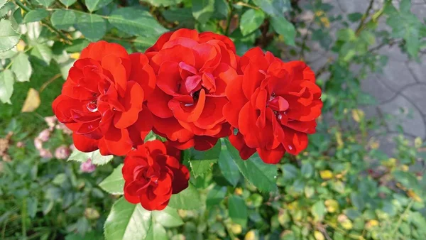 beautiful rose bush. Beautiful fresh roses in nature. Natural background, large inflorescence of roses on a garden bush. A close-up of a bush of red roses on the alley of the city park