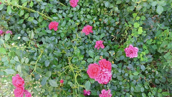 beautiful rose bush. Beautiful fresh roses in nature. Natural background, large inflorescence of roses on a garden bush. A close-up of a bush of red roses on the alley of the city park