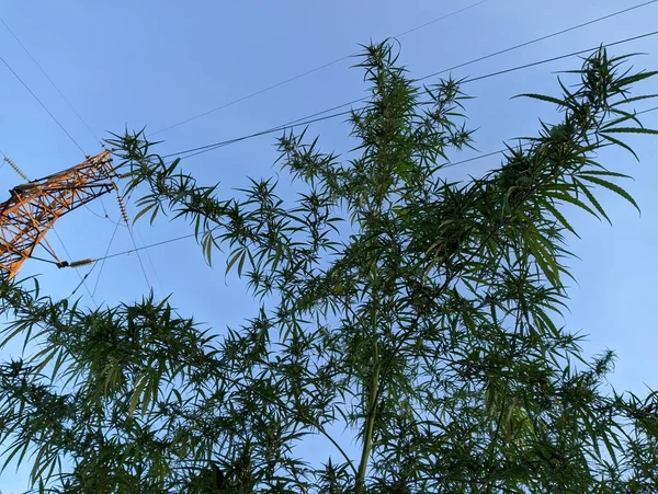 Tall Cannabis Bushes Graceful Tall Green Bush Hemp Cannabis Ruderalis — стоковое фото
