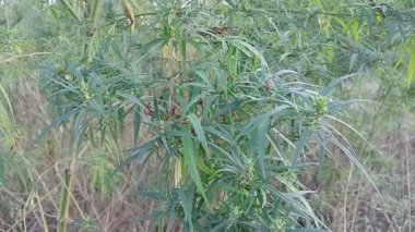 tall cannabis bushes. Graceful tall green bush of hemp Cannabis Ruderalis on blurred green background. selective focus. hemp. marijuana. Flowering marijuana plants with early white flowers