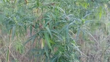 tall cannabis bushes. Graceful tall green bush of hemp Cannabis Ruderalis on blurred green background. selective focus. hemp. marijuana. Flowering marijuana plants with early white flowers