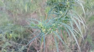 tall cannabis bushes. Graceful tall green bush of hemp Cannabis Ruderalis on blurred green background. selective focus. hemp. marijuana. Flowering marijuana plants with early white flowers