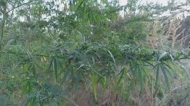 tall cannabis bushes. Graceful tall green bush of hemp Cannabis Ruderalis on blurred green background. selective focus. hemp. marijuana. Flowering marijuana plants with early white flowers