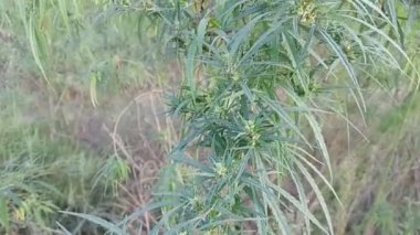 tall cannabis bushes. Graceful tall green bush of hemp Cannabis Ruderalis on blurred green background. selective focus. hemp. marijuana. Flowering marijuana plants with early white flowers