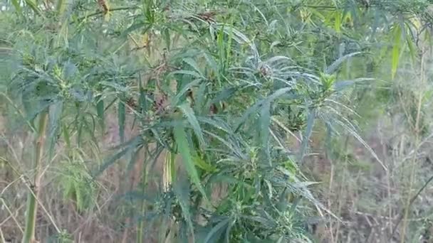 Tall Cannabis Bushes Graceful Tall Green Bush Hemp Cannabis Ruderalis — Αρχείο Βίντεο