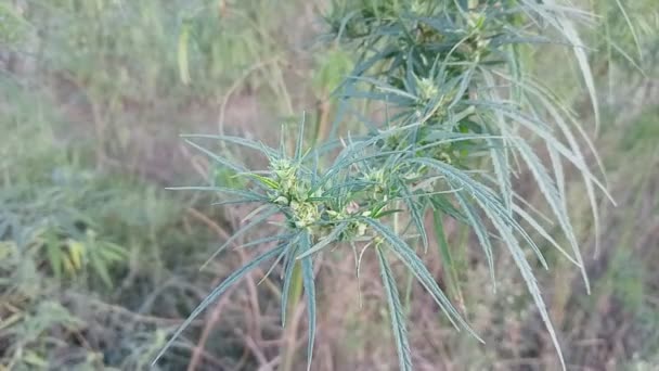 Tall Cannabis Bushes Graceful Tall Green Bush Hemp Cannabis Ruderalis — Vídeo de stock