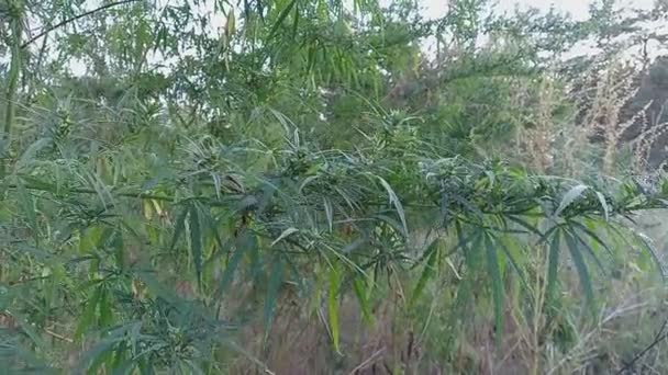 Tall Cannabis Bushes Graceful Tall Green Bush Hemp Cannabis Ruderalis — Αρχείο Βίντεο