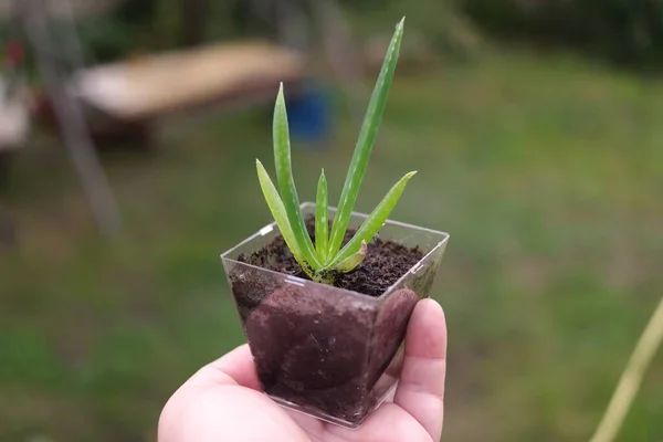 Elde Aloe Kavanozdaki Aloe Çiçeği Küçük Yeşil Filizler Elinde Ellerinde — Stok fotoğraf