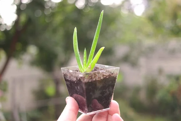 Elde aloe. Kavanozdaki aloe çiçeği. Küçük yeşil filizler elinde. Ellerinde yeşil çiçek.