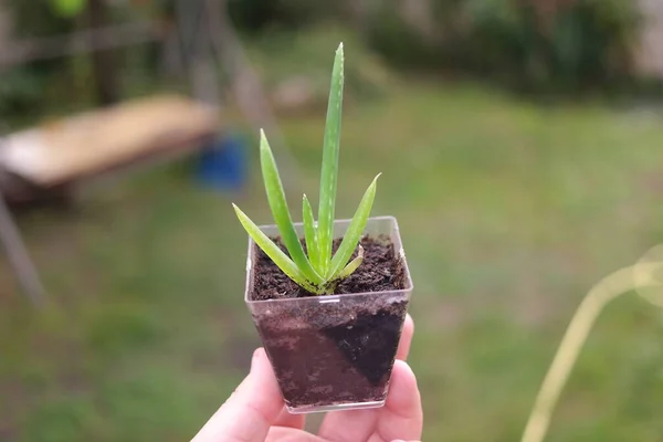 Elde Aloe Kavanozdaki Aloe Çiçeği Küçük Yeşil Filizler Elinde Ellerinde — Stok fotoğraf