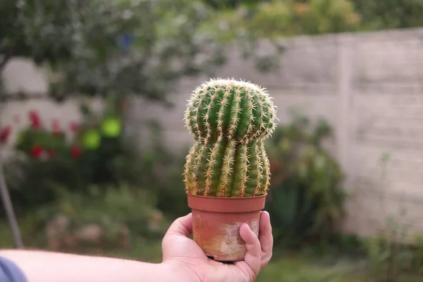 Cactus Hand Cactus Een Pot Groene Cactus Met Naalden Small — Stockfoto