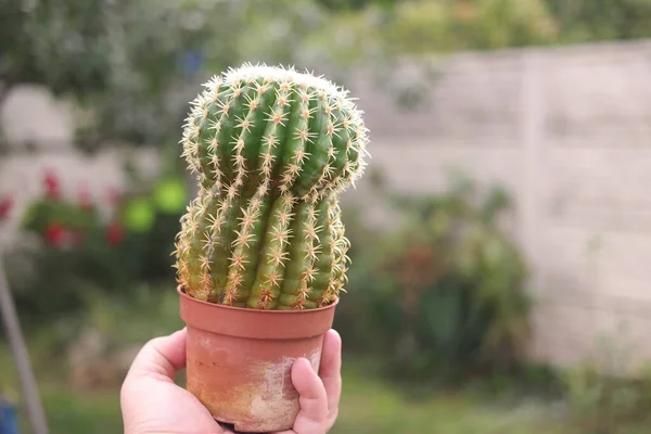 Kaktus Der Hand Kaktus Topf Grüner Kaktus Mit Nadeln Kleiner — Stockfoto