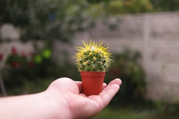 cactus in hand. cactus in a pot. green cactus with needles.Small sharp potted cactus in someone hand. On background of lots of small cacti with sharp yellow needles. flower shop sale