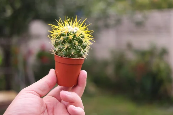 Cactus Hand Cactus Een Pot Groene Cactus Met Naalden Small — Stockfoto