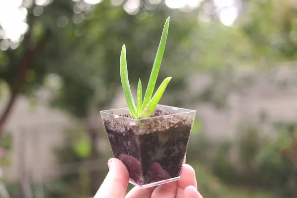 Elde Aloe Kavanozdaki Aloe Çiçeği Küçük Yeşil Filizler Elinde Ellerinde Stok Fotoğraf
