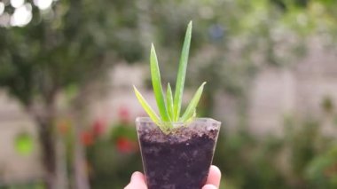 Elde aloe. Kavanozdaki aloe çiçeği. Küçük yeşil filizler elinde. Ellerinde yeşil çiçek.