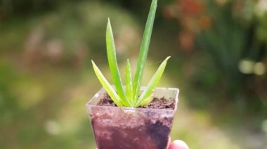 Elde aloe. Kavanozdaki aloe çiçeği. Küçük yeşil filizler elinde. Ellerinde yeşil çiçek.