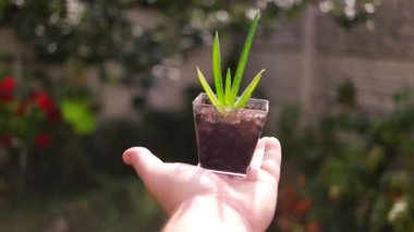 Elde aloe. Kavanozdaki aloe çiçeği. Küçük yeşil filizler elinde. Ellerinde yeşil çiçek.