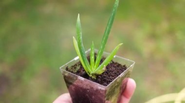 Elde aloe. Kavanozdaki aloe çiçeği. Küçük yeşil filizler elinde. Ellerinde yeşil çiçek.