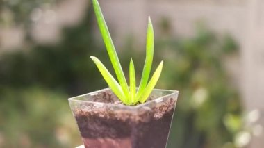 Elde aloe. Kavanozdaki aloe çiçeği. Küçük yeşil filizler elinde. Ellerinde yeşil çiçek.