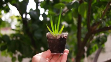 Elde aloe. Kavanozdaki aloe çiçeği. Küçük yeşil filizler elinde. Ellerinde yeşil çiçek.