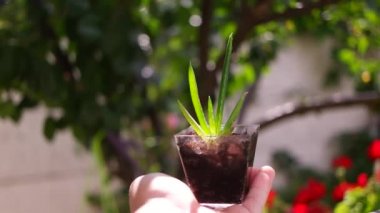 Elde aloe. Kavanozdaki aloe çiçeği. Küçük yeşil filizler elinde. Ellerinde yeşil çiçek.