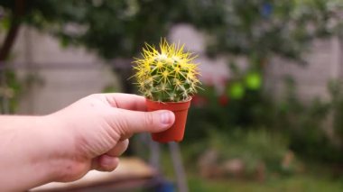 Elinde kaktüs var. Tencerede kaktüs. İğneli yeşil kaktüs. Birinin elinde saksı kadar keskin kaktüs. Keskin sarı iğneli küçük kaktüslerin arka planında. Çiçekçi satışı