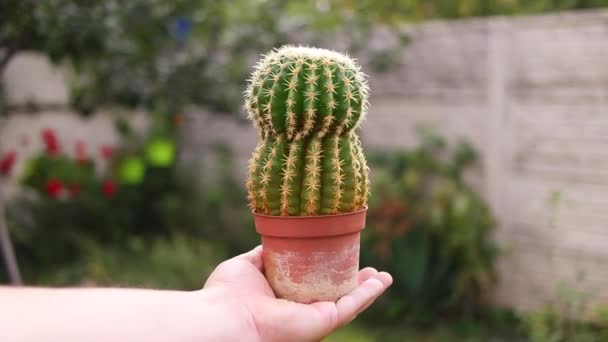 Kaktus Ręku Kaktusy Garnku Zielony Kaktus Igłami Małe Ostre Kaktusy — Wideo stockowe
