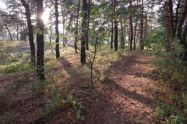 Ormanda gün batımı. Gün batımlı orman manzarası. Ağaçların uzun gölgeleri. Güneş ve ağaç gölgeleri. Doğal manzara. Doğal manzaralı ekran koruyucu. Ormanda yürü. Ağaçlar arasındaki patika. Uzun çamlar. iğneler