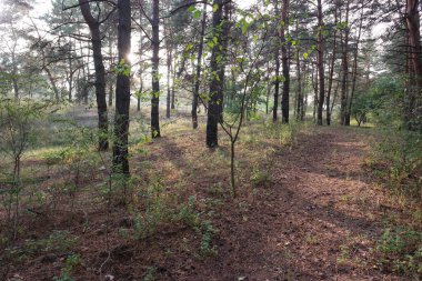 Ormanda gün batımı. Gün batımlı orman manzarası. Ağaçların uzun gölgeleri. Güneş ve ağaç gölgeleri. Doğal manzara. Doğal manzaralı ekran koruyucu. Ormanda yürü. Ağaçlar arasındaki patika. Uzun çamlar. iğneler