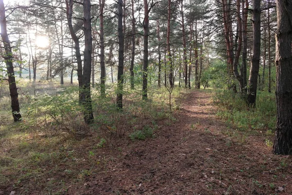 sunset in the forest. forest landscape with sunset. long shadows from trees. sun and tree shadows. natural landscape. screensaver with natural scenery. walk in the forest. path between trees. tall pines. needles