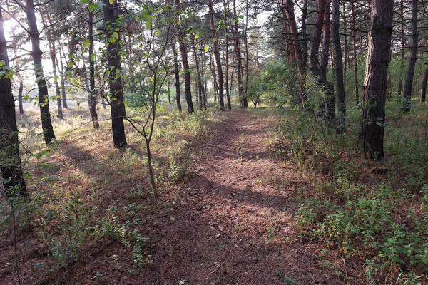 Puesta Sol Bosque Paisaje Forestal Con Puesta Sol Largas Sombras — Foto de Stock