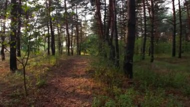 Ormanda gün batımı. Gün batımlı orman manzarası. Ağaçların uzun gölgeleri. Güneş ve ağaç gölgeleri. Doğal manzara. Doğal manzaralı ekran koruyucu. Ormanda yürü. Ağaçlar arasındaki patika. Uzun çamlar. iğneler