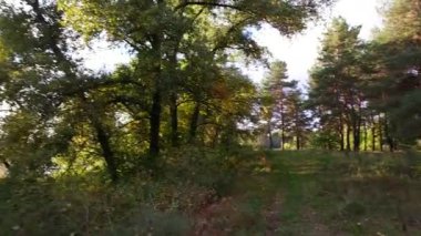 Ormanda gün batımı. Gün batımlı orman manzarası. Ağaçların uzun gölgeleri. Güneş ve ağaç gölgeleri. Doğal manzara. Doğal manzaralı ekran koruyucu. Ormanda yürü. Ağaçlar arasındaki patika. Uzun çamlar. iğneler