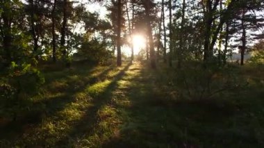 Ormanda gün batımı. Gün batımlı orman manzarası. Ağaçların uzun gölgeleri. Güneş ve ağaç gölgeleri. Doğal manzara. Doğal manzaralı ekran koruyucu. Ormanda yürü. Ağaçlar arasındaki patika. Uzun çamlar. iğneler