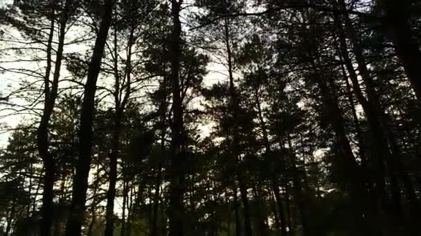 森の中の夕日 日没の森の風景 木の影が長い 太陽と木の影 自然の風景 自然の風景とスクリーンセーバー 森の中を歩いて 木の間を 背の高い松 — ストック動画