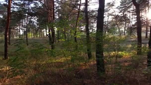 Solnedgång Skogen Skogslandskap Med Solnedgång Långa Skuggor Från Träd Sol — Stockvideo