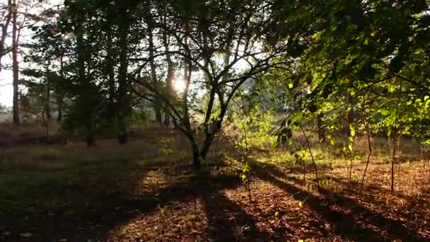 Ηλιοβασίλεμα Στο Δάσος Δασικό Τοπίο Ηλιοβασίλεμα Μεγάλες Σκιές Από Δέντρα — Αρχείο Βίντεο