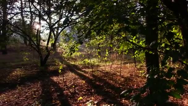 Tramonto Nella Foresta Paesaggio Forestale Con Tramonto Lunghe Ombre Dagli — Video Stock